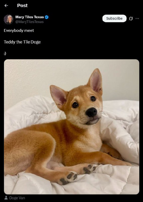 Teddy the Tile Doge